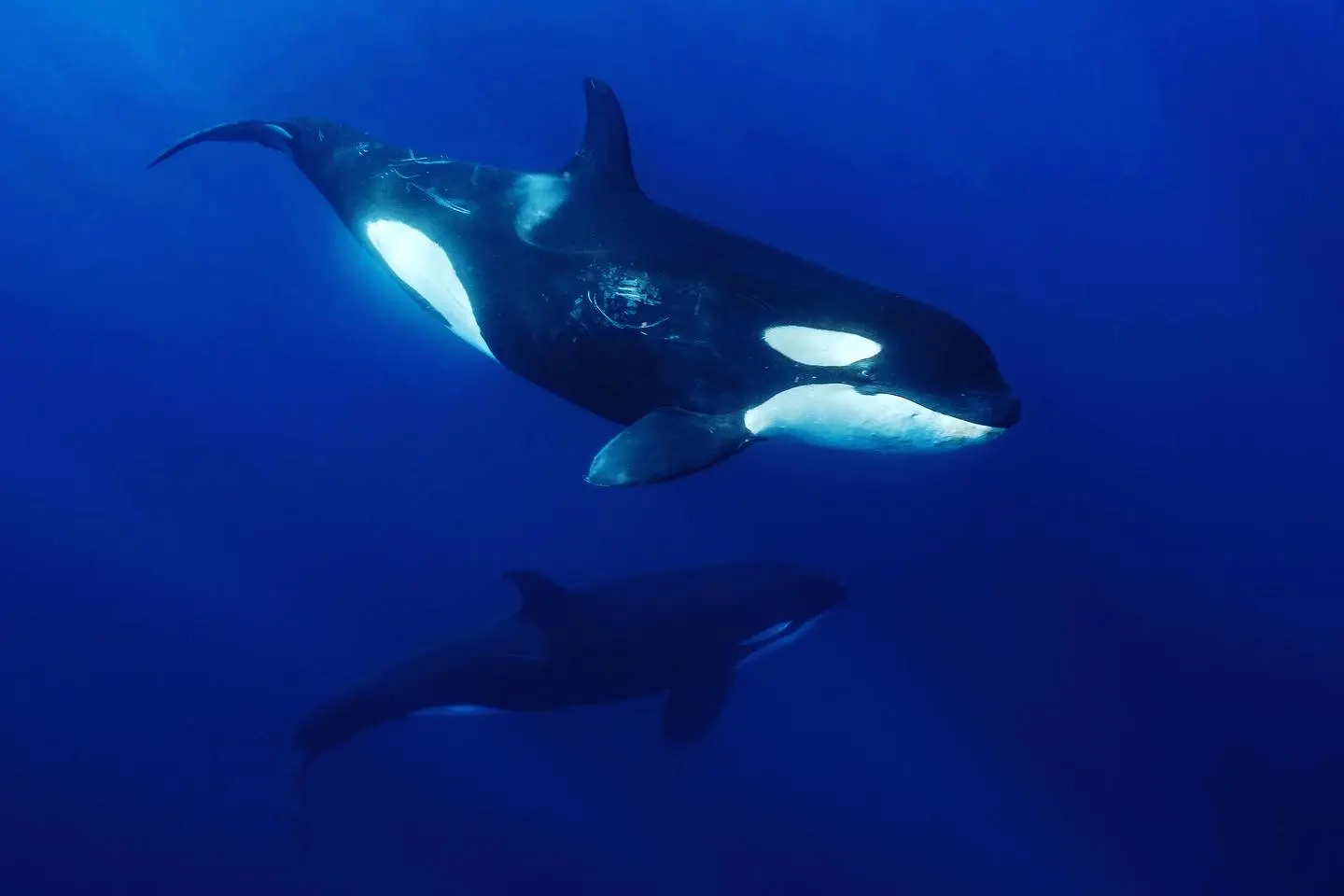 4K8EUOXJJQEJXI99I1Z1V0GQ Orcas in La Ventana & Cerralvo Island México