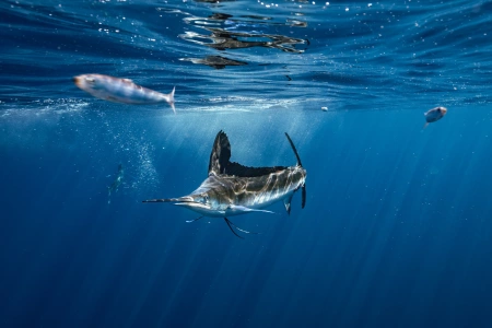 marlin run