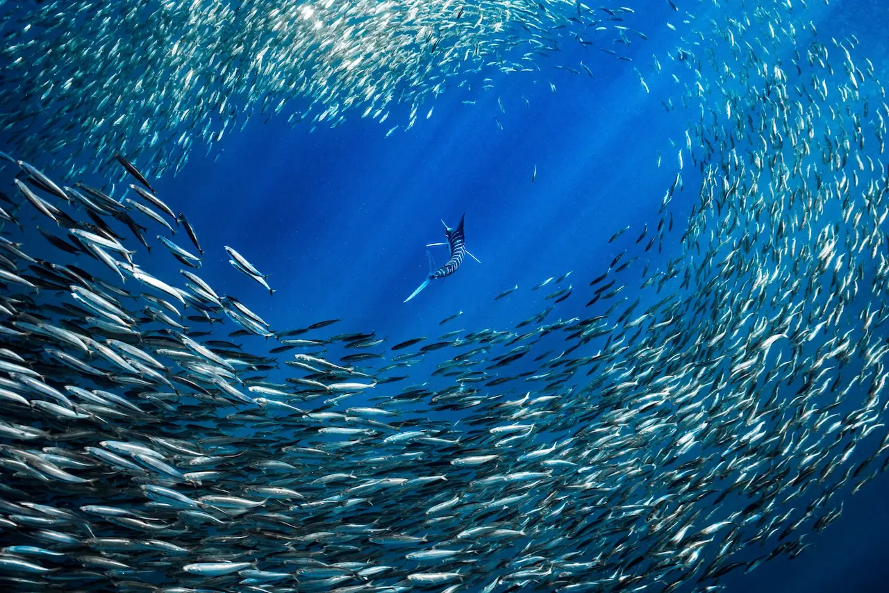 Baja-California-Sur-Expedition