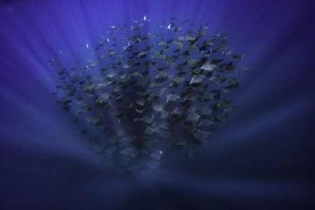 EAU4S5MXI3V3ZDBRDYOSSEQN La Ventana Ocean Safari