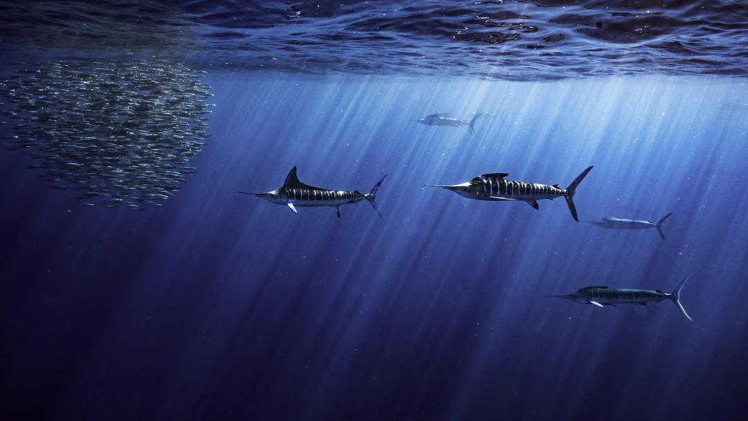 Marlin run