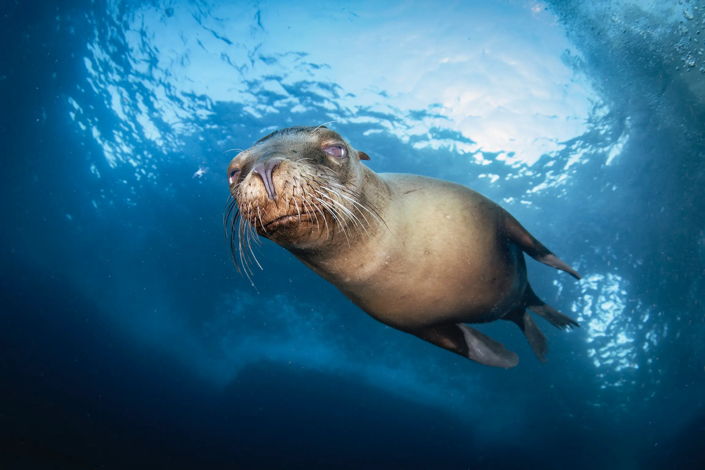 Sea Lion Espiritu Santo Island