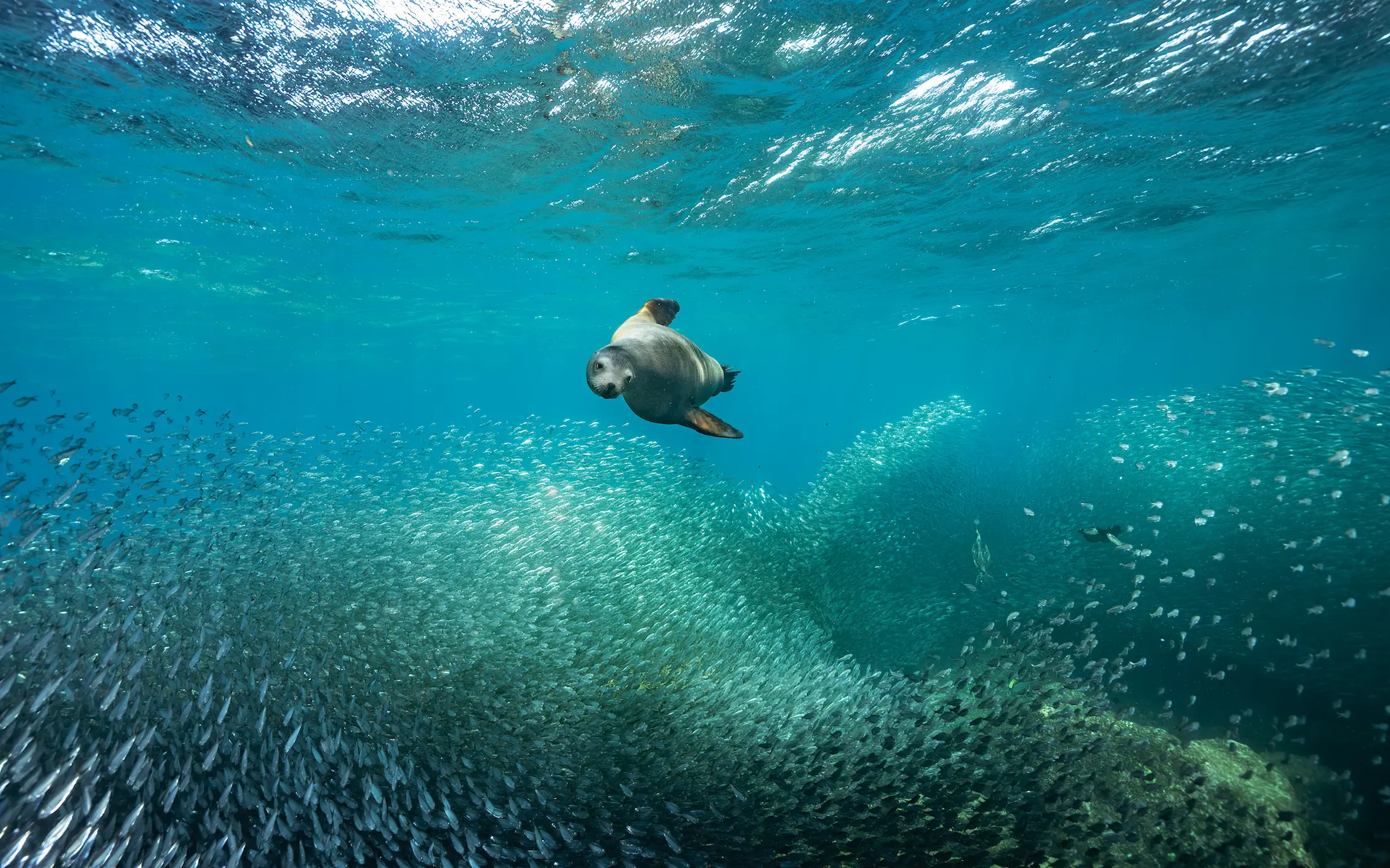 Sea Lion