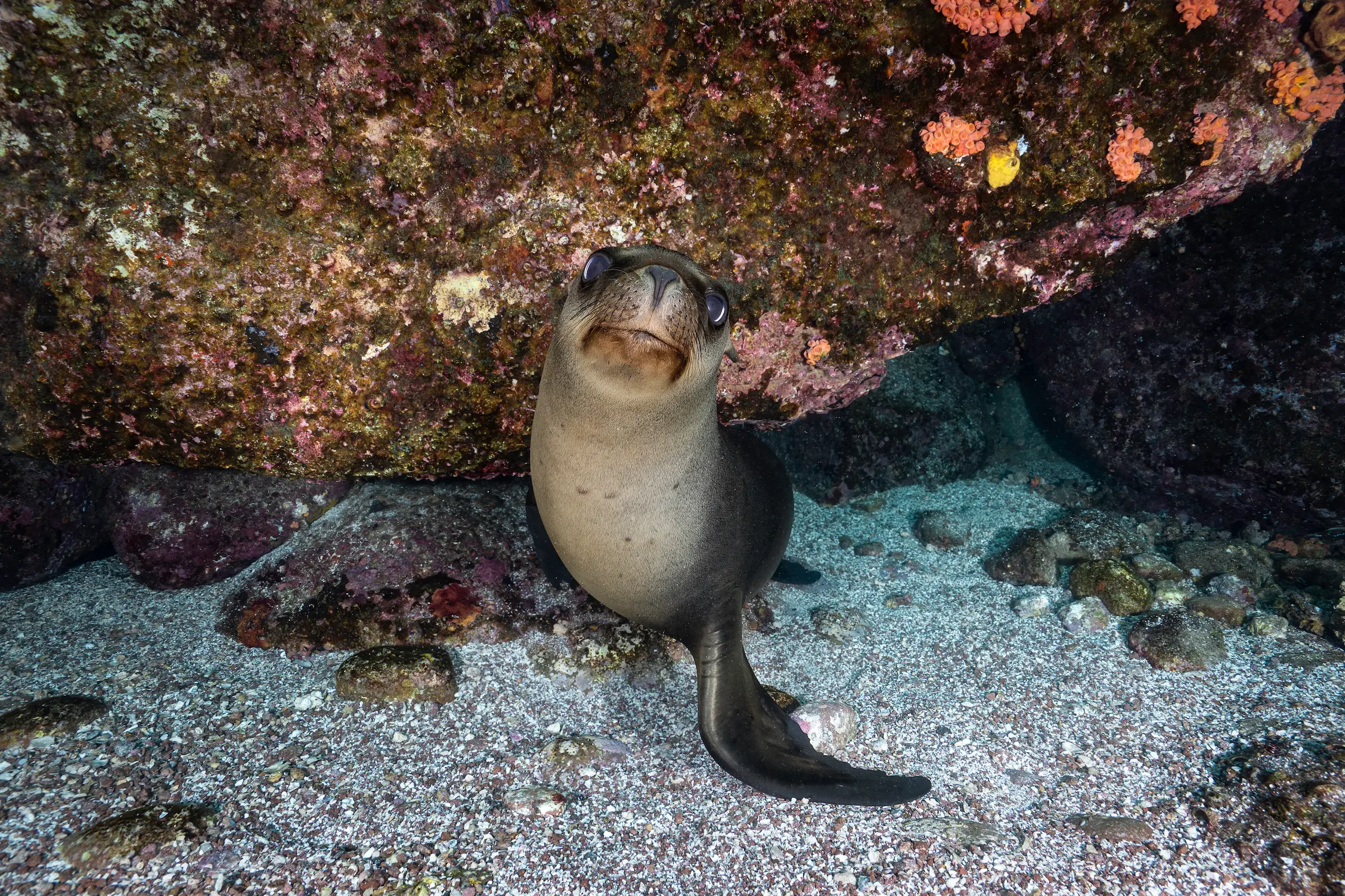 Espiritu Santo Sea Lion