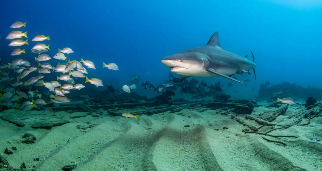tiburón toro en cabo pulmo