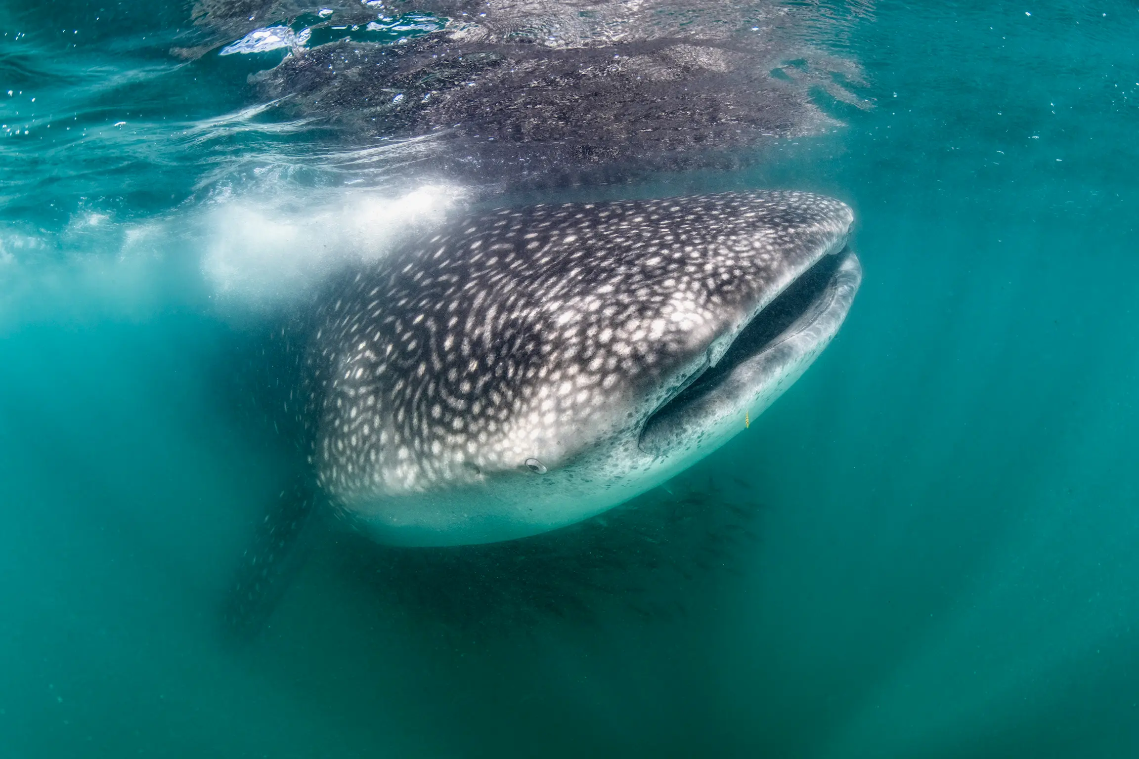 Whale Shark in La Paz