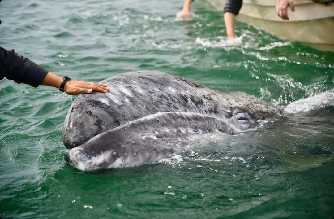 Ballena gris