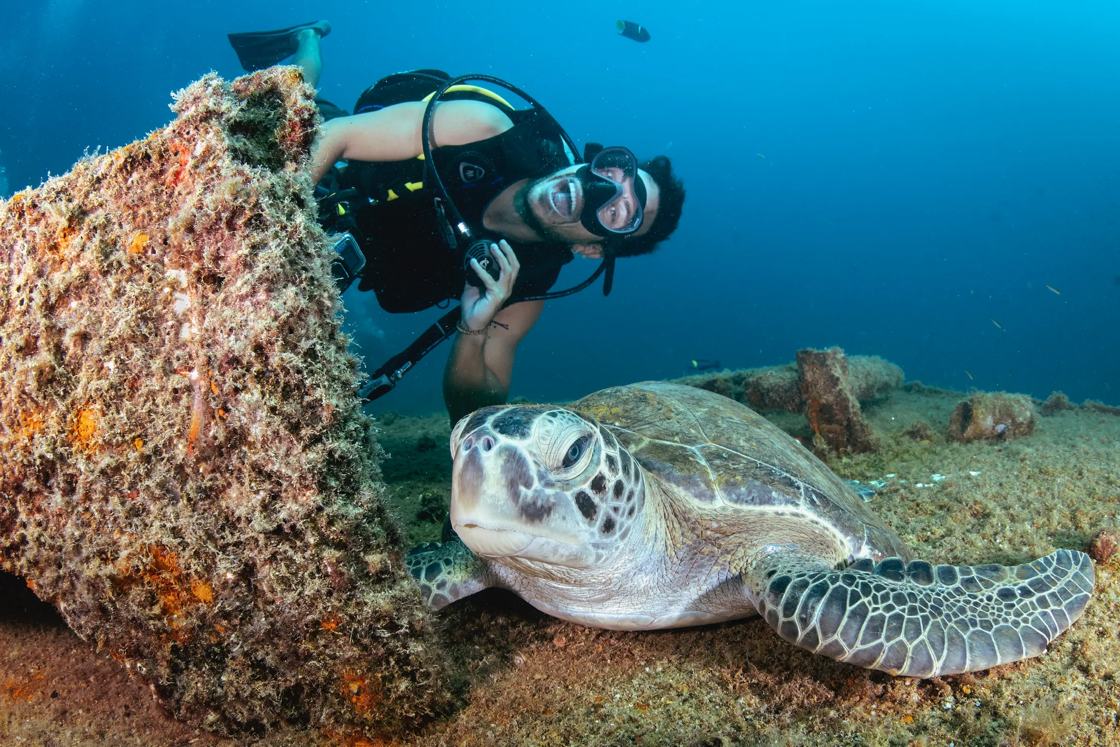 semana de buceo en la paz y cabo pulmo semana de buceo en la paz y cabo pulmo