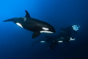 orcas en mexico