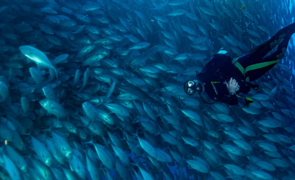 Cabo Pulmo diving rules