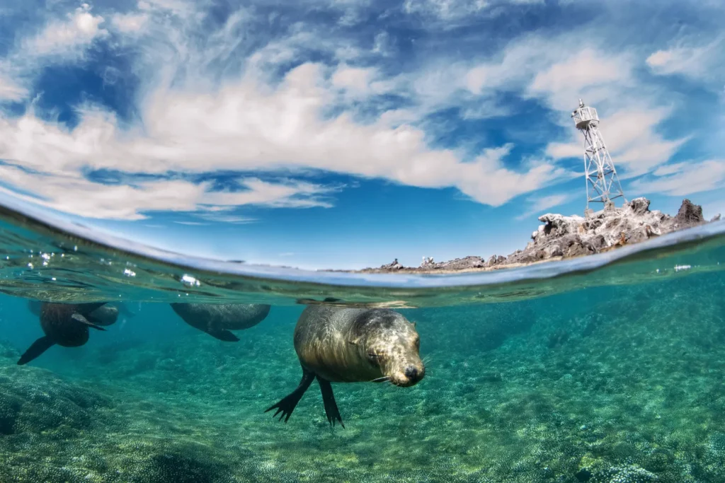 Sea Lion snorkeling