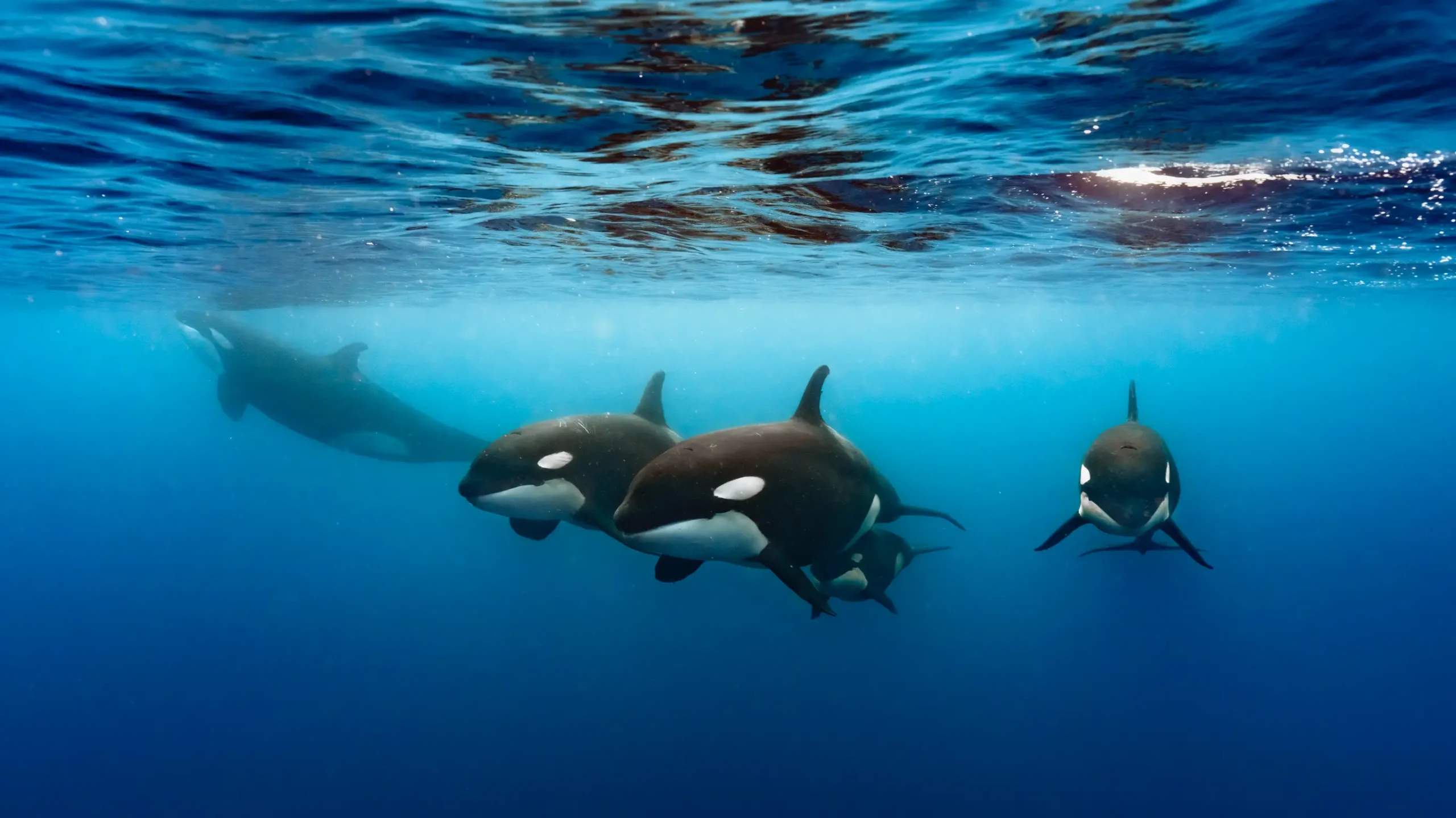 Swimming with orcas in Baja