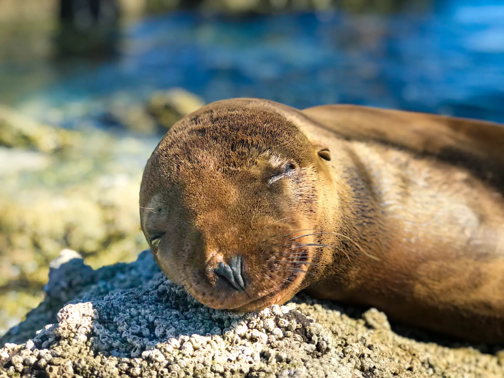 Balandra Beach Sea Lion